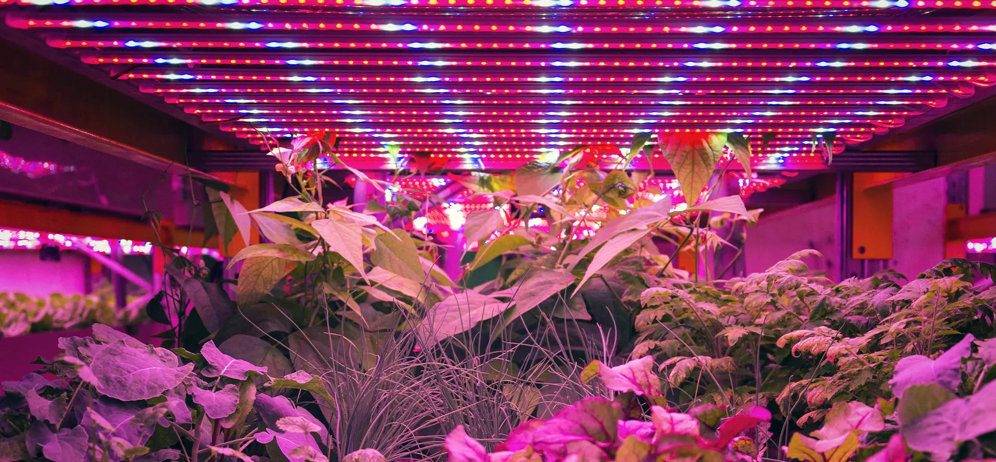 რა არის კვანტური ბორდი?